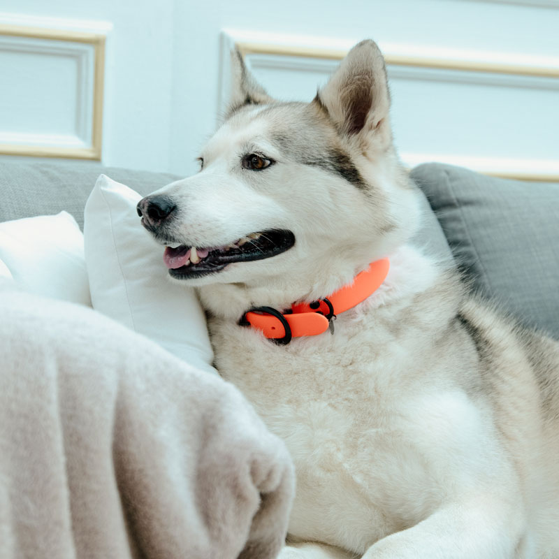 Kentucky Dogwear Soft Rubber Dog Collars 8 Kentucky Dogwear Soft Rubber Dog Collars - Image 8