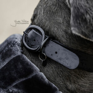 Rubber Dog Collars Black