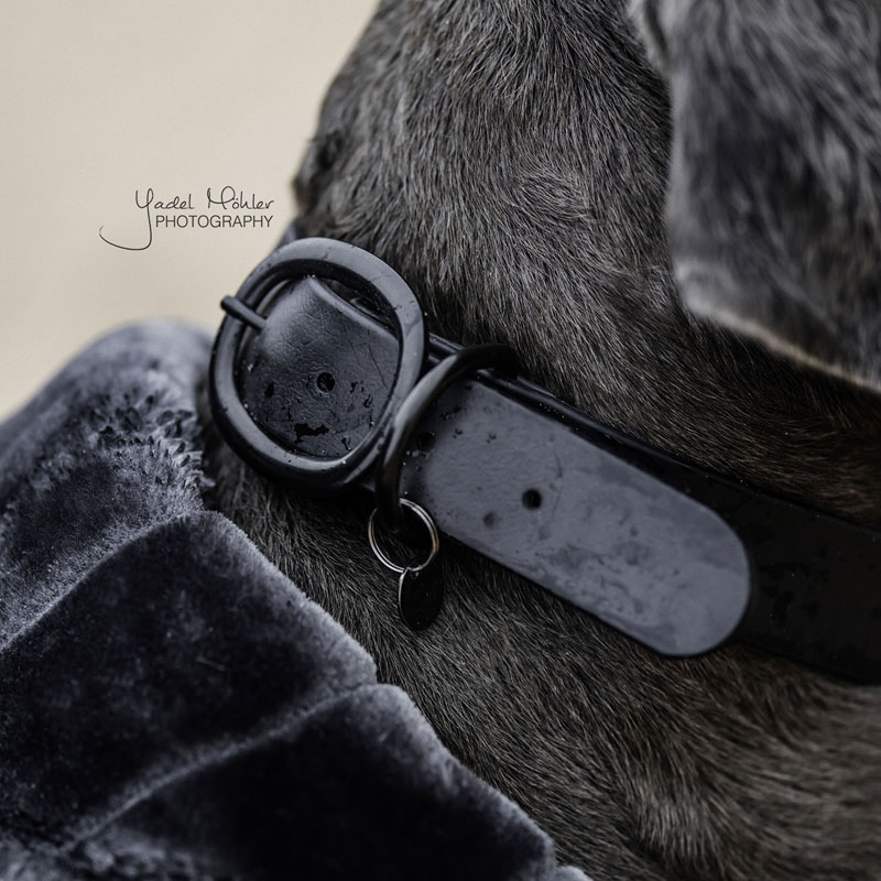 Kentucky Dogwear Soft Rubber Dog Collars 9 Rubber Dog Collars Black