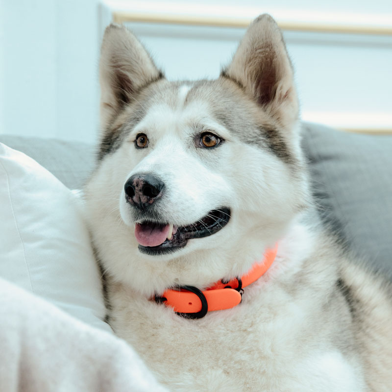 Kentucky Dogwear Soft Rubber Dog Collars 1 Rubber Dog Collars