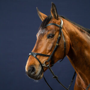 Dy'on Collection X-Fit Bridle Black On Horse