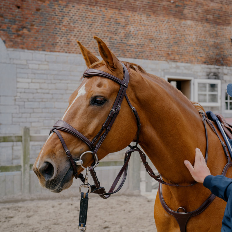 Dy'on US Collection Anatomic Flash Noseband Bridle 1 Dy'on US Collection Anatomic Flash Noseband Bridle