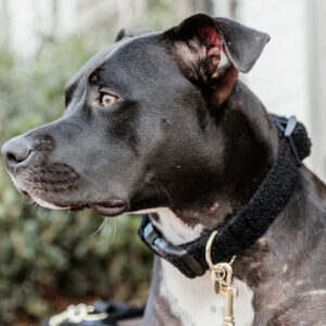 Kentucky Dog Collar Teddy Fleece - Black
