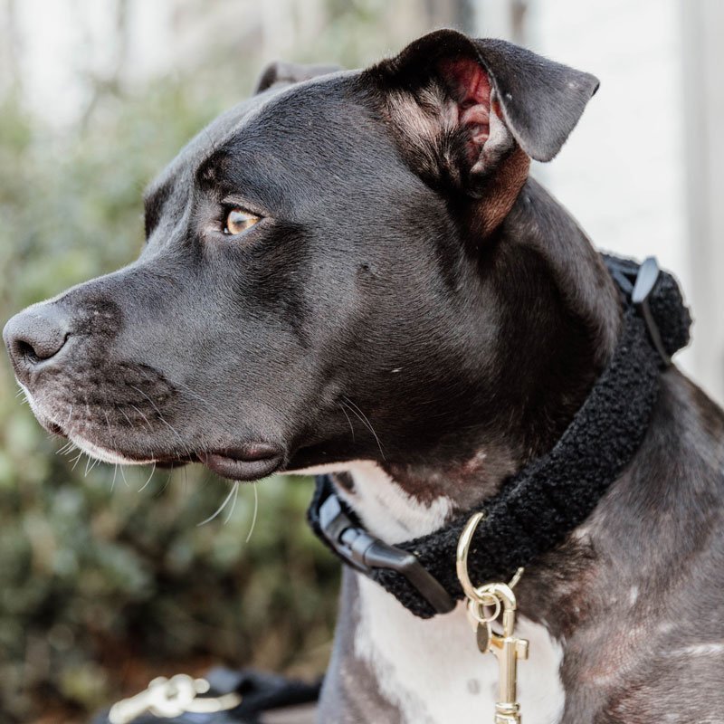 Kentucky Dog Collar Teddy Fleece - Black 1 Kentucky Dog Collar Teddy Fleece - Black