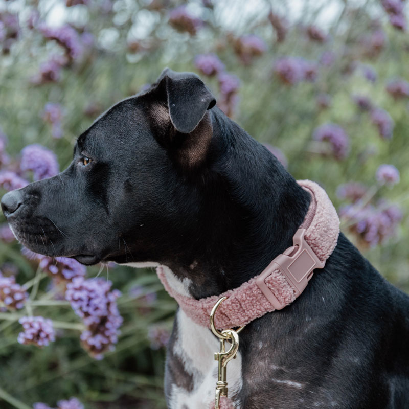 Kentucky Dog Collar Teddy Fleece - Old Rose 2 Kentucky Dog Collar Teddy Fleece - Old Rose - Image 2