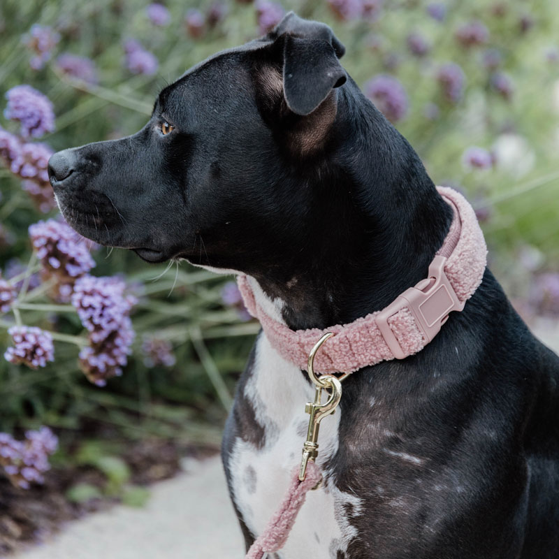 Kentucky Dog Collar Teddy Fleece - Old Rose 1 Kentucky Dog Collar Teddy Fleece - Old Rose 3