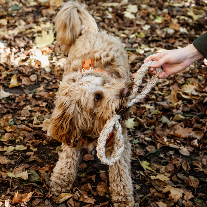 Kentucky Dogwear Dog Toy Cotton Rope 8 Loop 4 Kentucky Dogwear Dog Toy Cotton Rope 8 Loop - Image 4