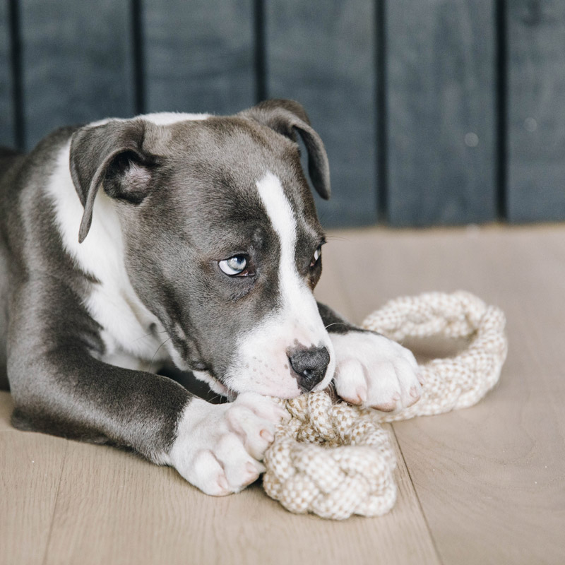 Kentucky Dogwear Dog Toy Cotton Rope 8 Loop 3 Kentucky Dogwear Dog Toy Cotton Rope 8 Loop - Image 3