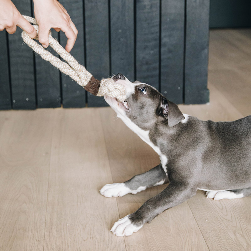 Kentucky Dogwear Dog Toy Cotton Rope 8 Loop 2 Kentucky Dogwear Dog Toy Cotton Rope 8 Loop - Image 2