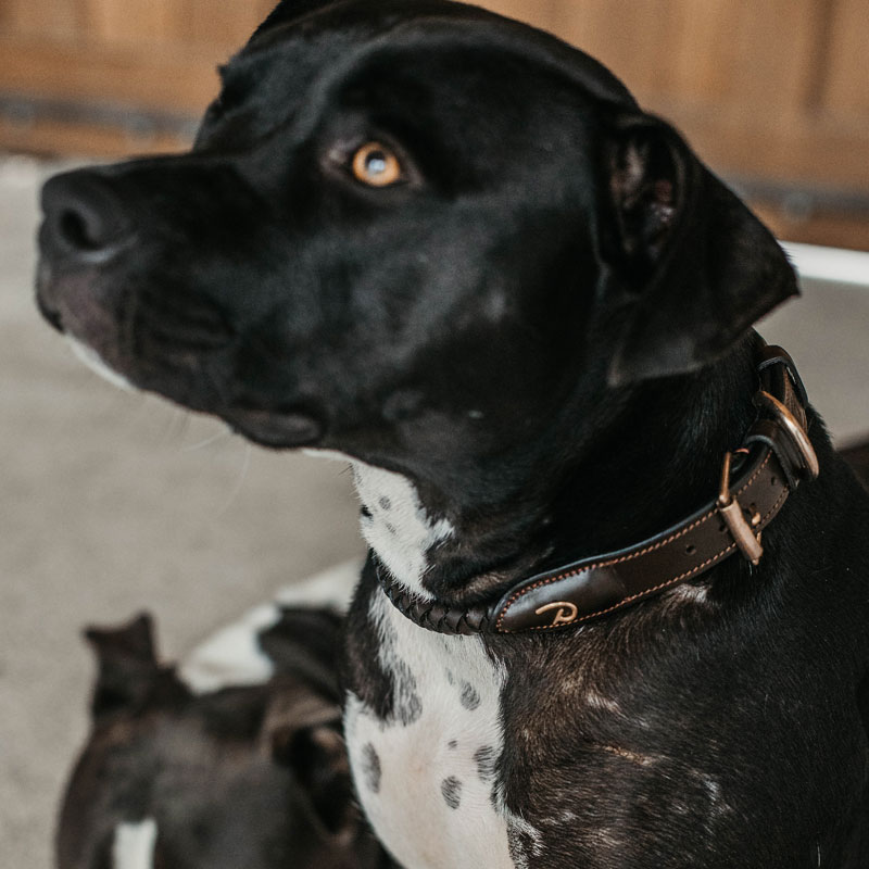 Dy'on Braided Dog Collar 3 Dy'on Braided Dog Collar - Image 3