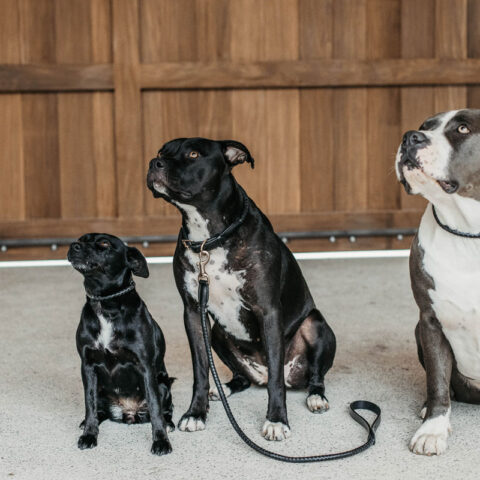 Dy'on Braided Dog Lead