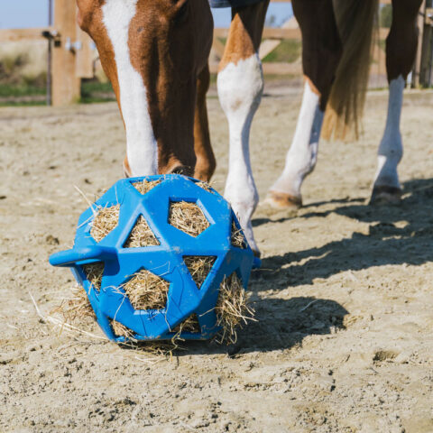 Kentucky Horsewear Relax Horse Play Hay Ball - Royal Blue 1