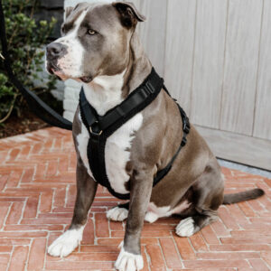 Kentucky Dogwear Active Harness Teddy Fleece