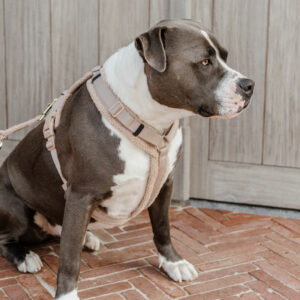 Kentucky Dogwear Active Harness Teddy Fleece