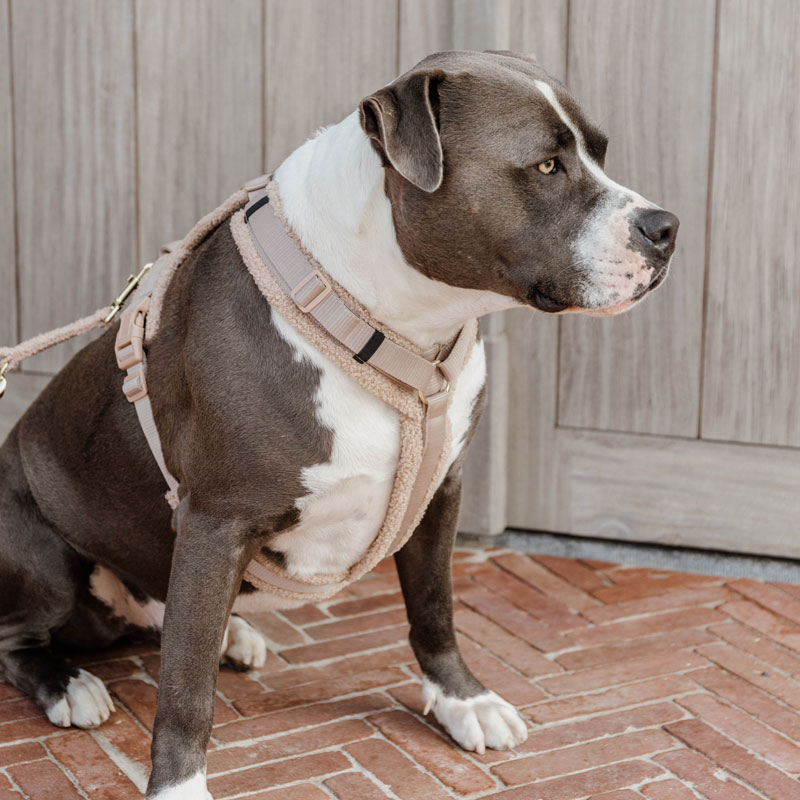 Kentucky Dogwear Dog Harness Active Teddy Fleece 2 Kentucky Dogwear Active Harness Teddy Fleece