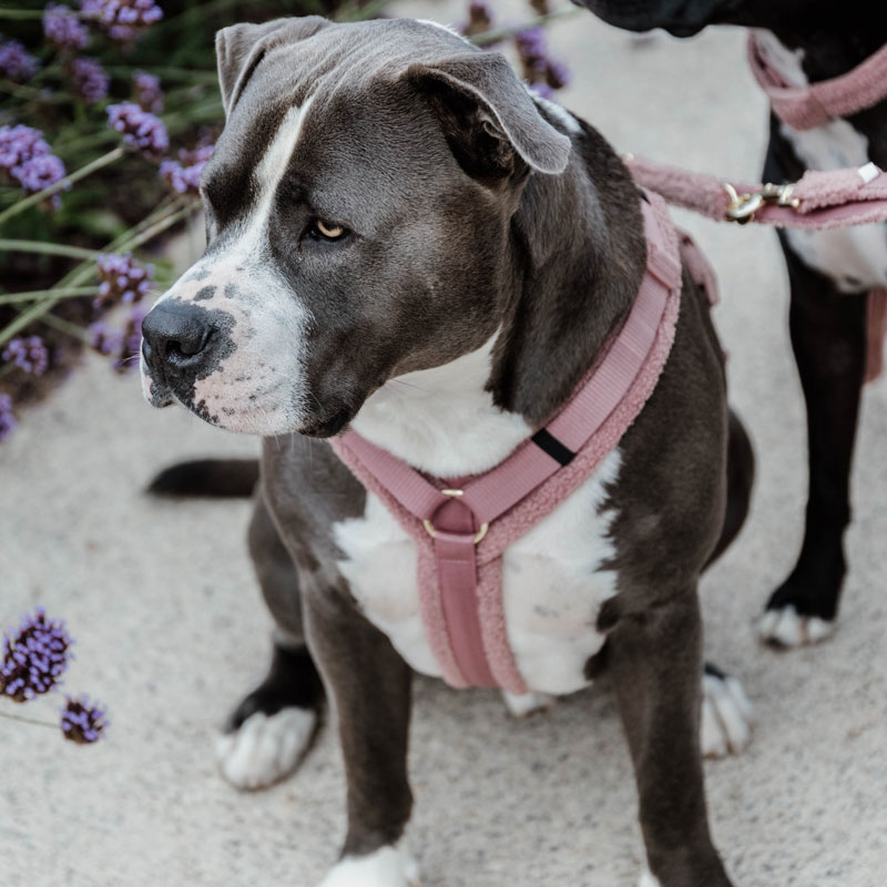 Kentucky Dogwear Dog Harness Active Teddy Fleece 1 Kentucky Dogwear Active Harness Teddy Fleece