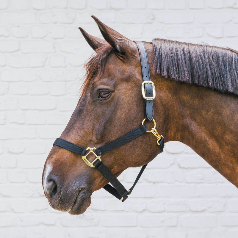 Kentucky Horsewear Nylon Breakaway Halter 6 Kentucky Horsewear Nylon Breakaway Halter