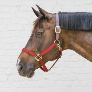 Kentucky Horsewear Nylon Breakaway Halter