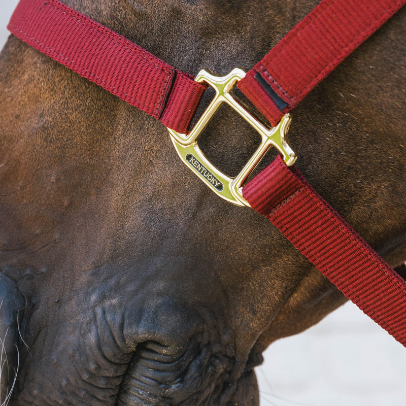 Kentucky Horsewear Nylon Breakaway Halter 4 Kentucky Horsewear Nylon Breakaway Halter