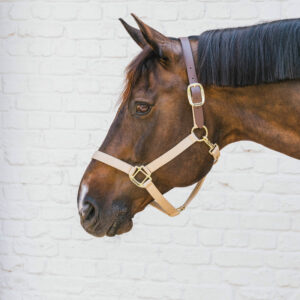 Kentucky Horsewear Nylon Breakaway Halter