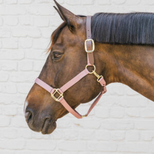 Kentucky Horsewear Nylon Breakaway Halter