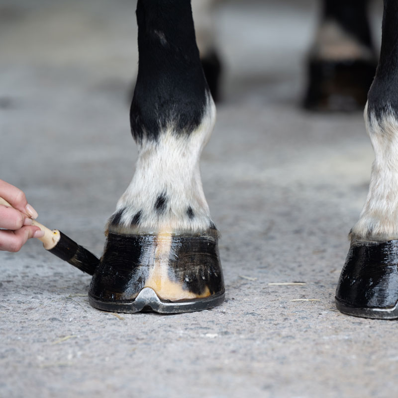 Smart Grooming Hoof Shine 1 Smart Grooming Hoof Shine