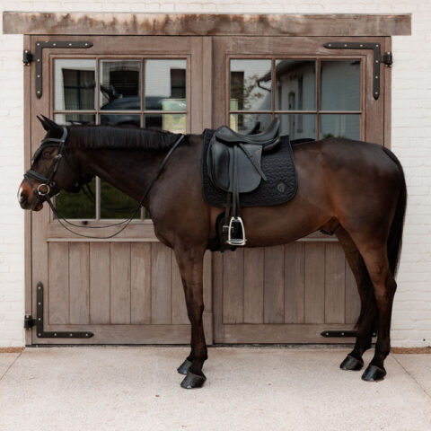 Dressage Saddle Pad Sparkling Black On Horse