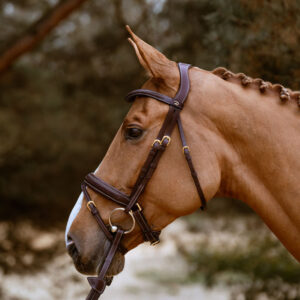 Dy'on Plaited Flash Noseband Bridle with Pull Back DYAJAZ-BR-F Close Up