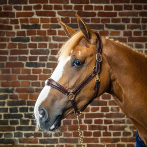 Dy'on Leather Head Collar Brown DY09A- Lifestyle