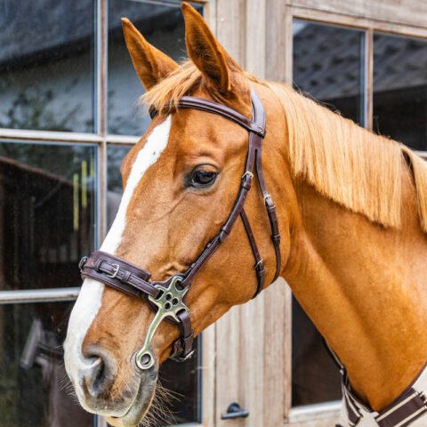 Dy'on New English Hackamore Noseband