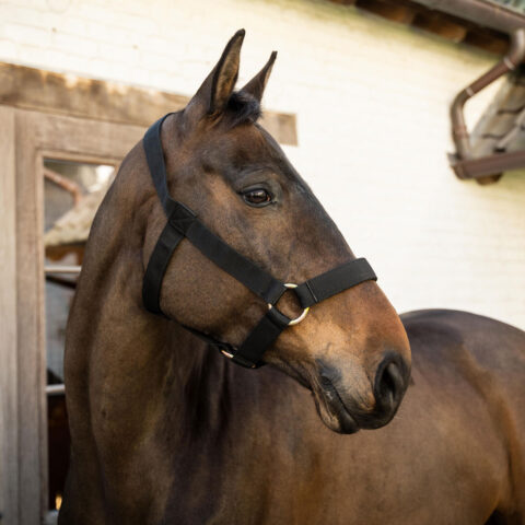 Kentucky Horsewear Heavy Duty Head Collar Black 42690-01 On A Horse